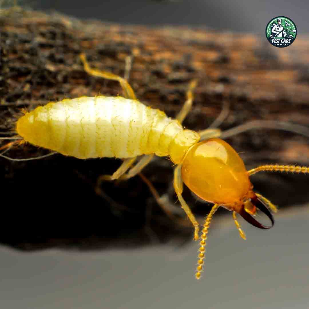 Termite Control